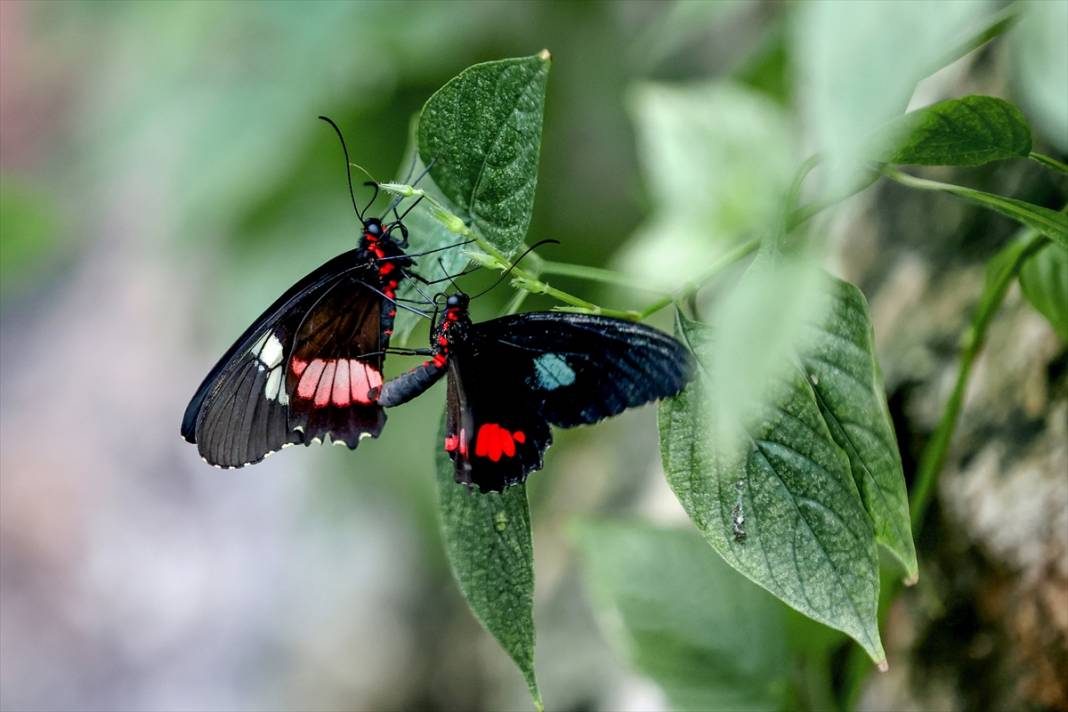 Konya’nın ünlü bahçesinde 10 bin kelebek vuslat için ilk kez kanat çırpacak 9
